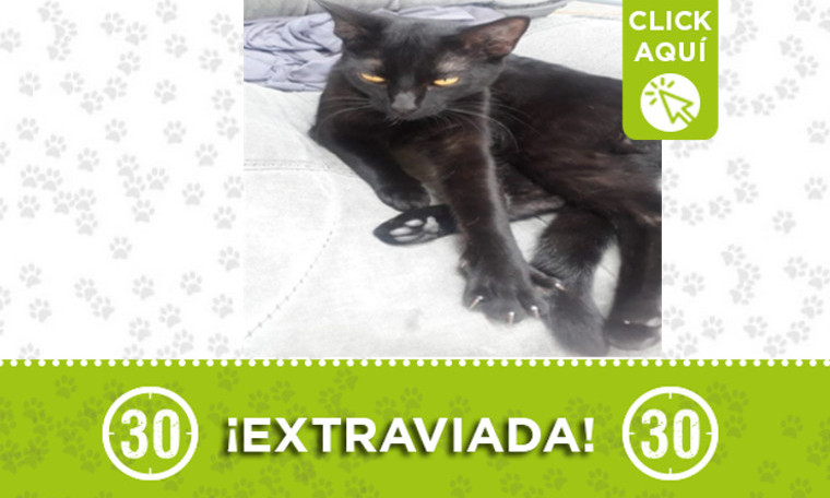 ¿Ha visto a "Cloy"?, se extravió en Las Palmas