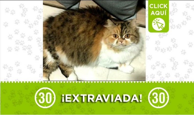 ¿La ha visto? Esta gatica se perdió en Buenos Aires y sus dueños la buscan