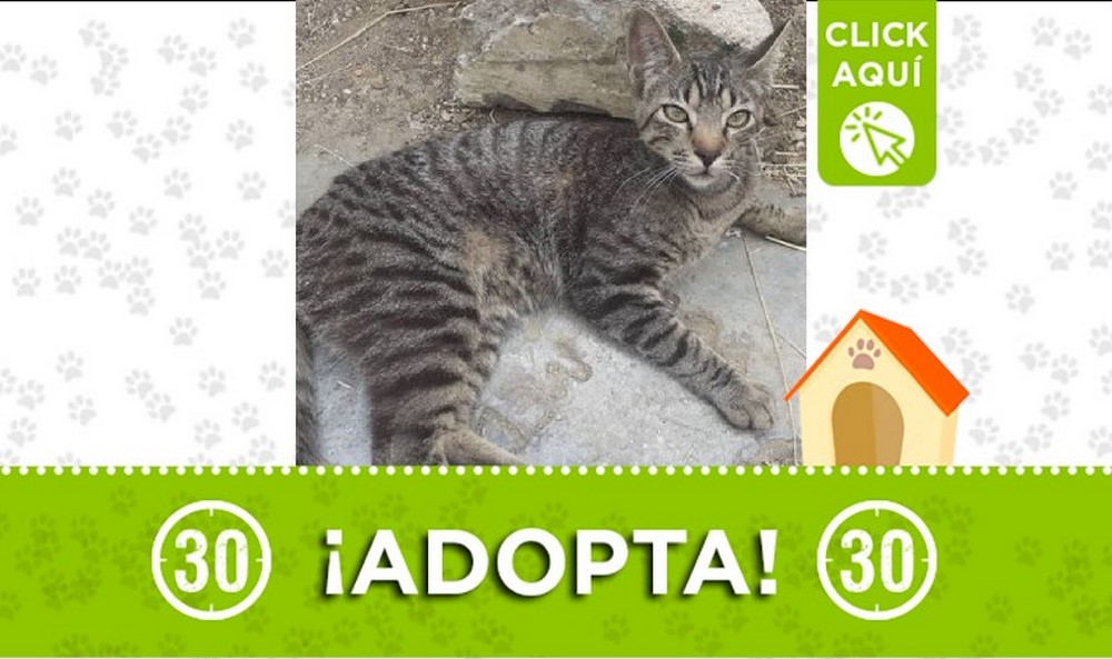 Gatico en adopción
