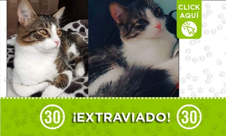 Gatico perdido