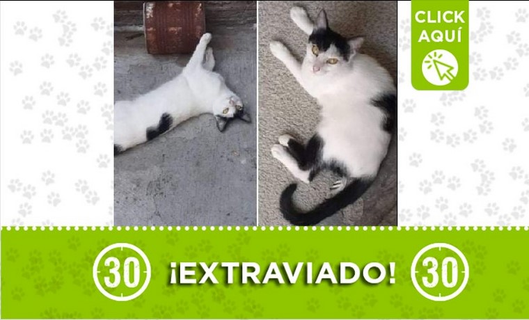 Gatico perdido