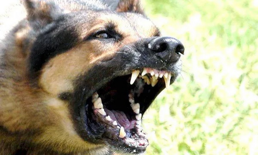 Hombre falleció luego de ser atacado por una manada de perros; le desgarraron la piel de la cara 1 hombre
