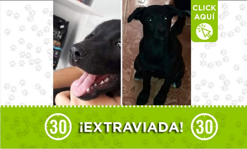 'Kanela' se perdió en Robledo Santa María, ¿la ha visto? 1 Kanela perdida