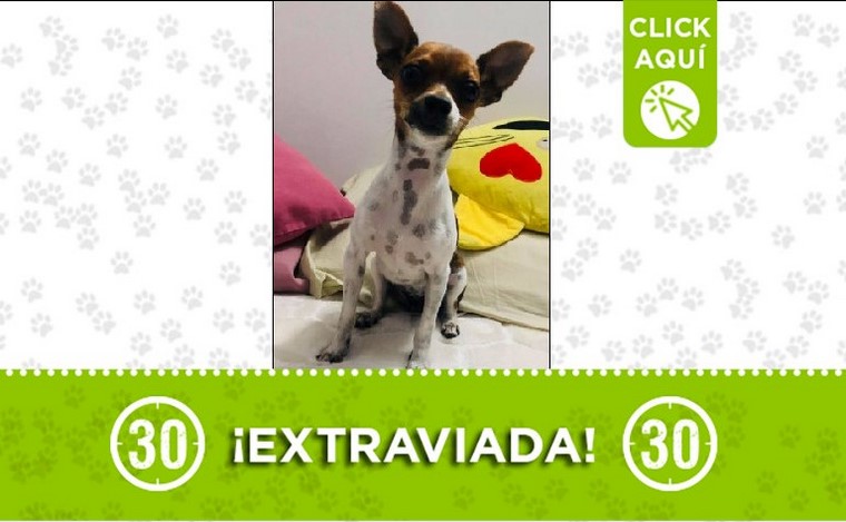 Lupe perdida