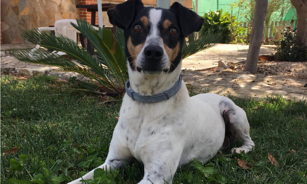 Un hombre se molestó porque un perrito jugaba con sus vacas y lo mató, deberá pagar 6 meses de prisión 1 Un hombre se molestó porque un perrito jugaba con sus vacas y lo mató, deberá pagar 6 meses de prisión