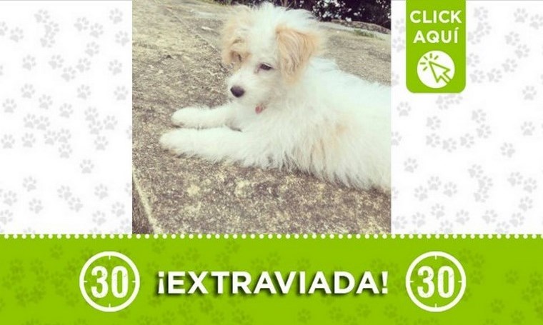 "Mía" se perdió en La Unión, Antioquia 1 mia launion