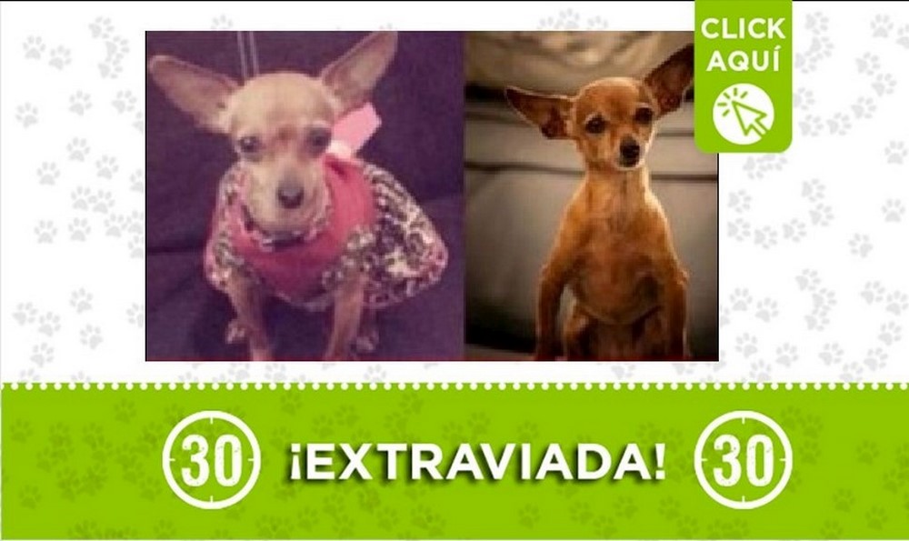 Minnie perdida Minnie perdida