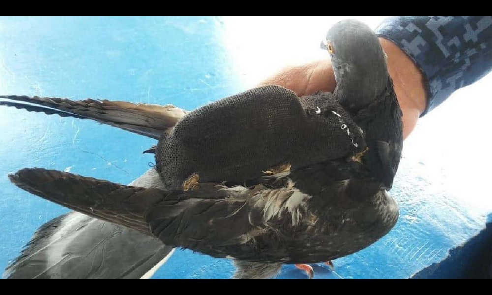 ¡Tan creativos! Internos de Cómbita pretendían ingresar un celular al penal en una paloma ¡Tan creativos! Internos de Cómbita pretendían ingresar un celular al penal en una paloma