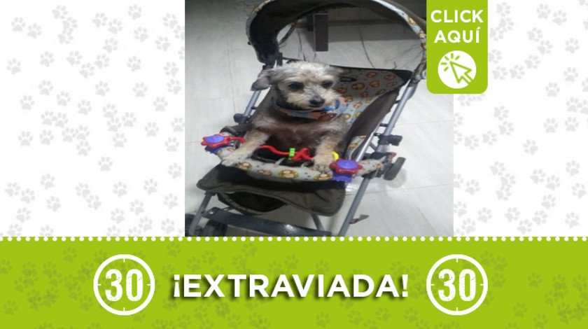 Buscan a esta perrita que se extravió en Manrique ¿La ha visto?