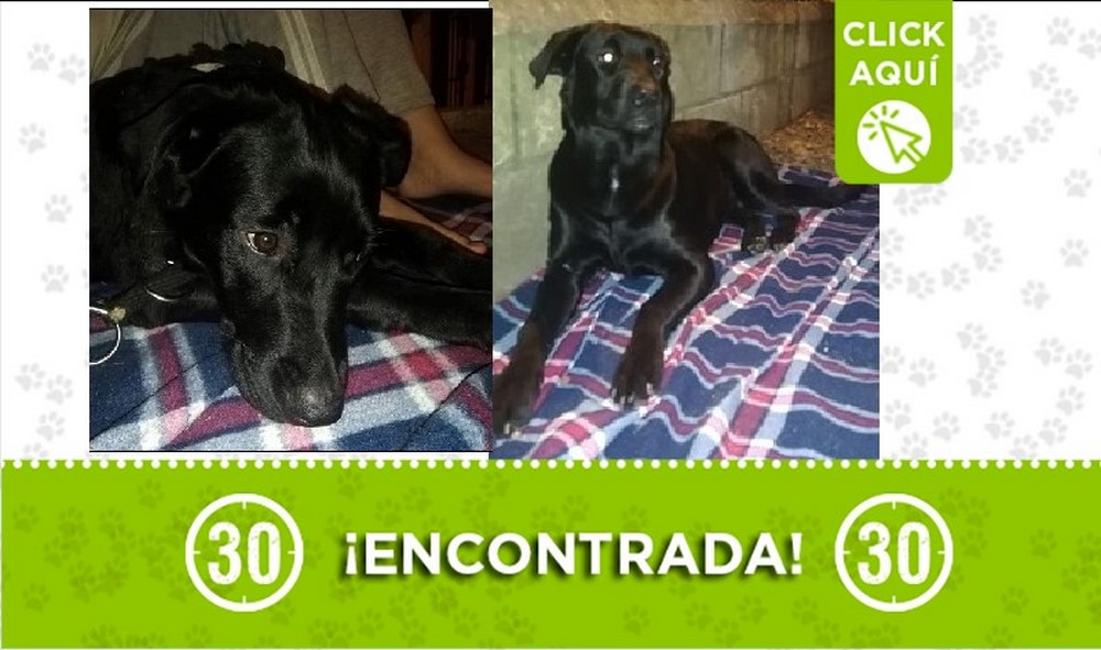 Perrita encontrada