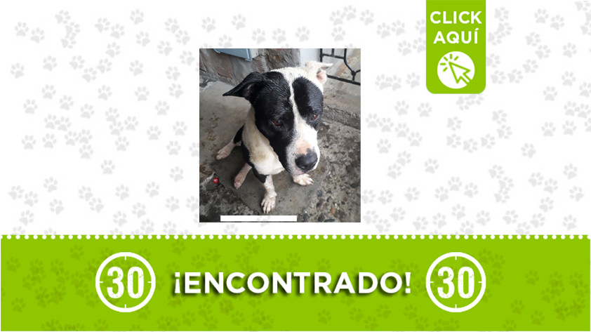 Este perrito fue encontrado por el barrio LLanaditas en Medellín, se busca a su familia o quien lo adopte 1 perrito