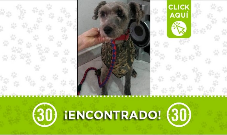 perrito encontrado