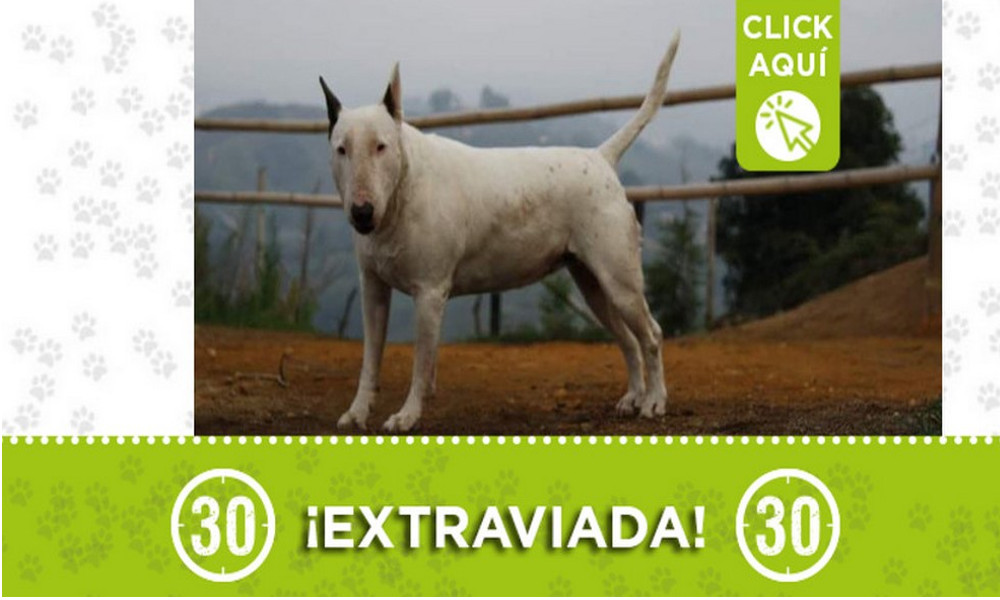 Buscan a "Shayna" se extravió en El Peñol ¿La ha visto? 1 Buscan a "Shayna" se extravió en El Peñol ¿La ha visto?