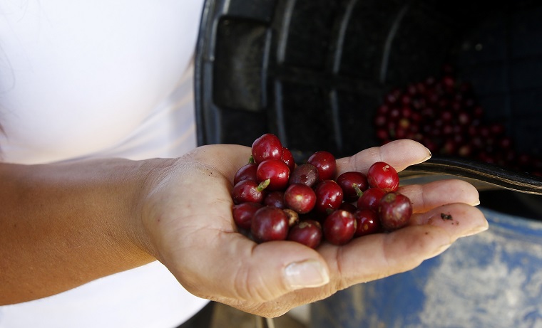 La producción de café de Colombia crece un 11 % en febrero La producción de café de Colombia crece un 11 % en febrero