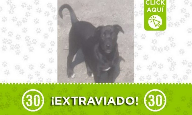 "Roco" se perdió en San Javier, ¡comparte! 1 roco san javier