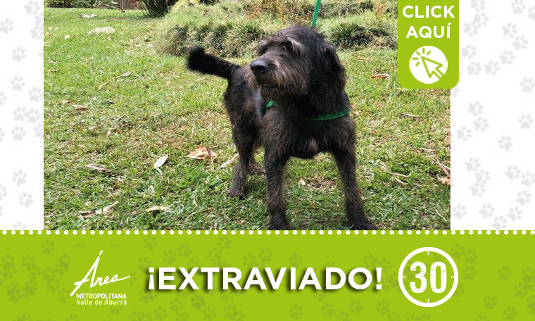 "Rufus" se extravió en El Poblado ¿Lo ha visto?