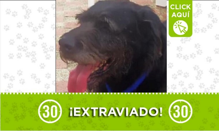 Rufus perdido
