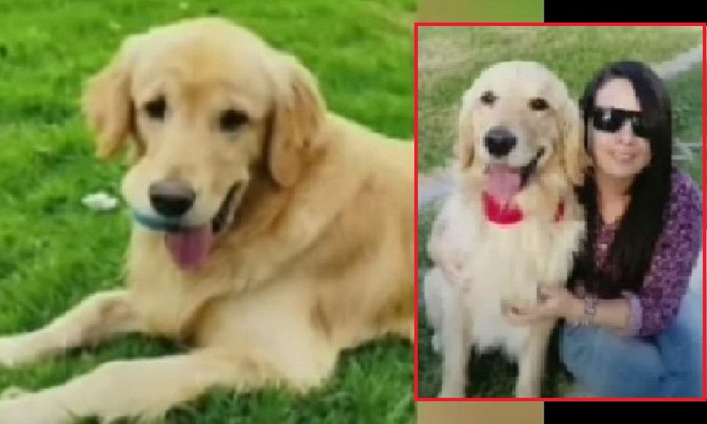 Mujer se vino de Chile a Bogotá solo por buscar a su perro 'Saimon'