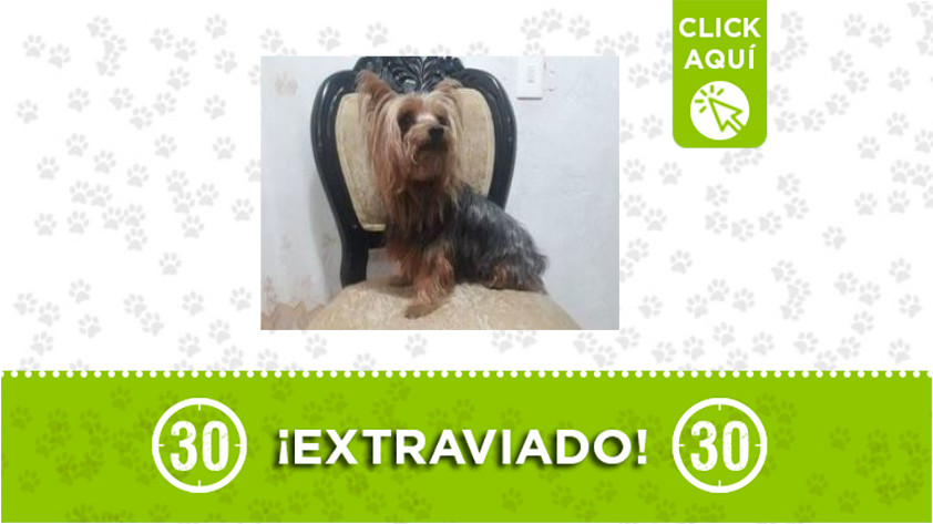 'Terry' se extravió por el sector de Picachito ¿lo ha visto? 1 Terry