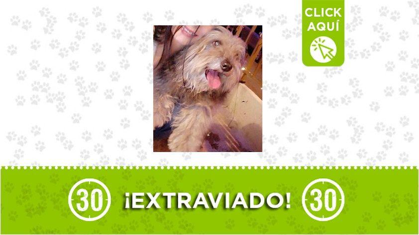 'Tobby' se extravió por el sector de Robledo, La Pola 1 Tobby