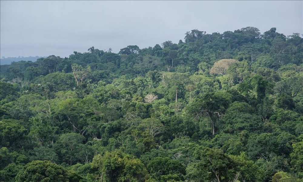 “Tuvimos que dejar a mi hermano muerto en la selva del Darién”: Duro relato de una migrante