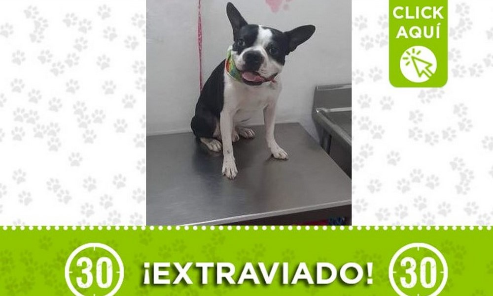 "Thomas" se perdió en Calasanz, ¿lo ha visto? 1 thomas calasanz