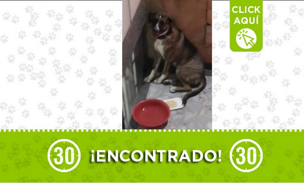 encontrado-perrito-prado-c