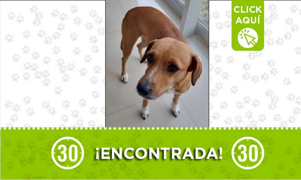 Perrita encontrada