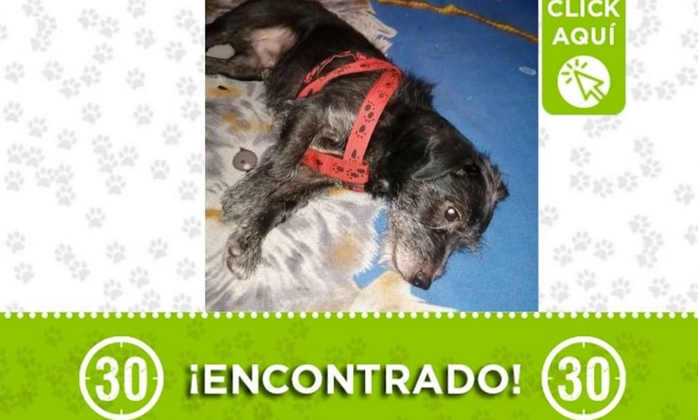 perrito encontrado prado