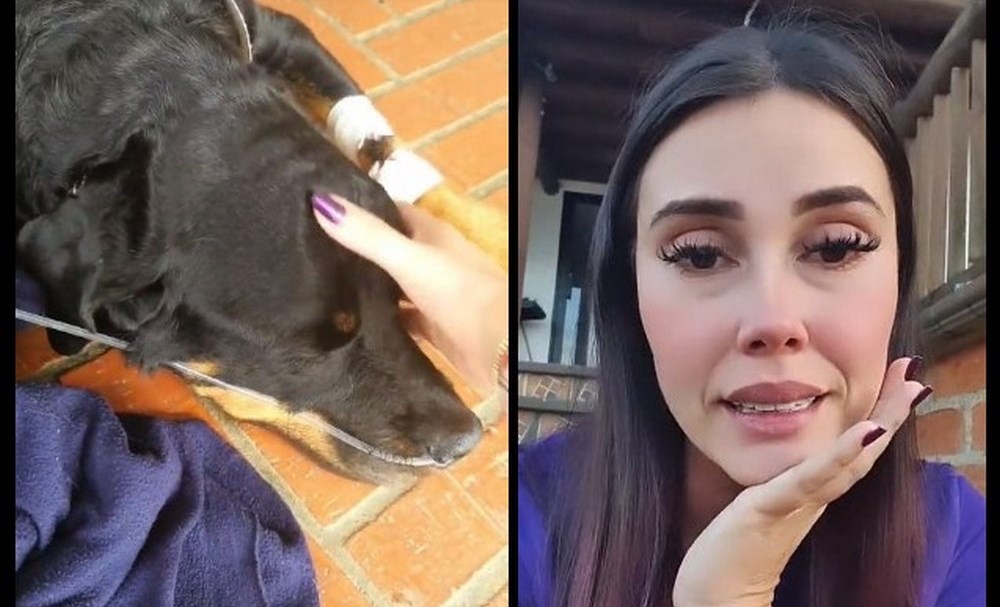 VIDEO. Lo mejor será “dormirla”: Manuela Gómez contó el dolor que siente por el difícil momento que vive su perrita 1 manuela gomez perrita chata