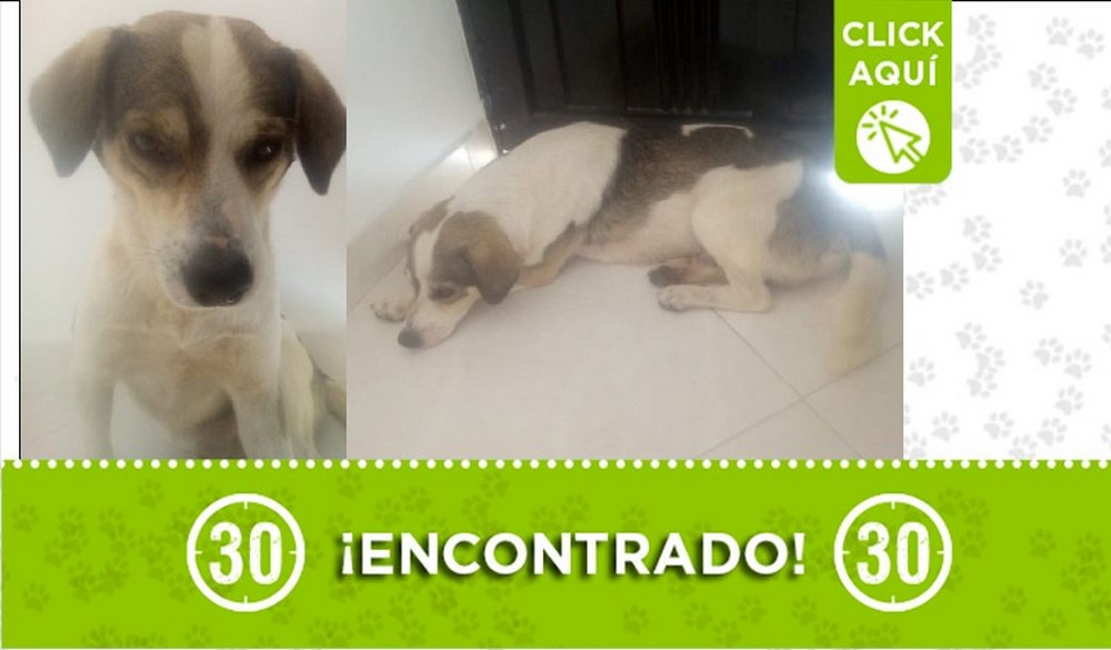 Perrito encontrado en la vía hacia Yolombó, buscan a sus dueños