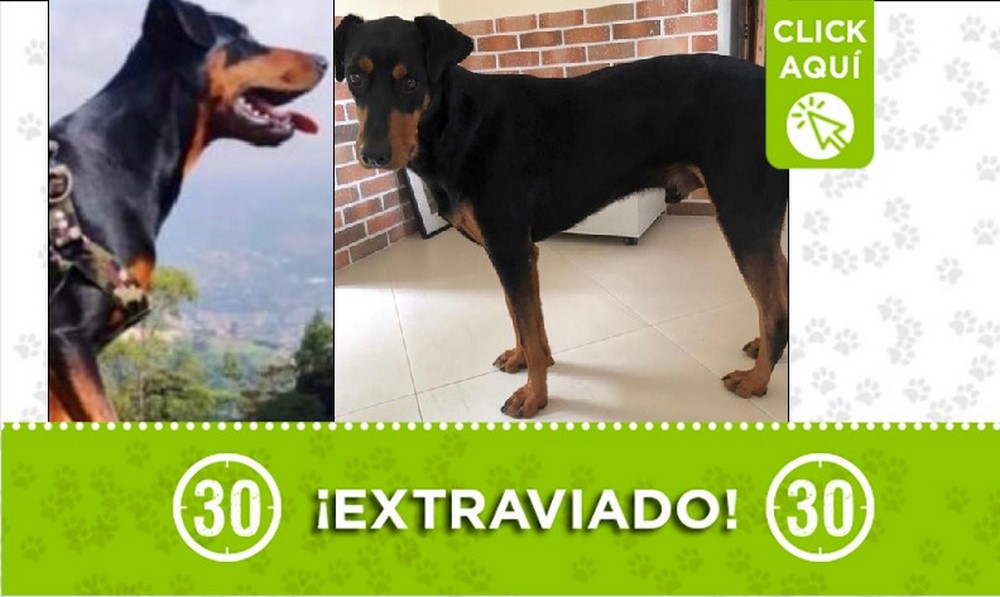 ‘Guido’ está perdido, fue visto en la vereda La Palma de San Cristóbal