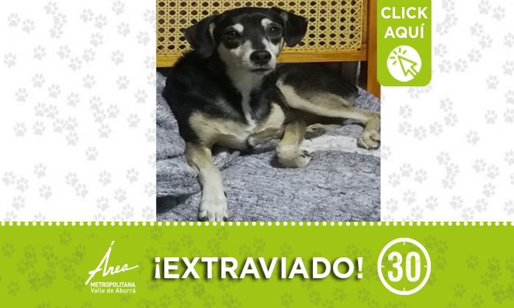 "Zak" se extravió hace 4 días en Niquía