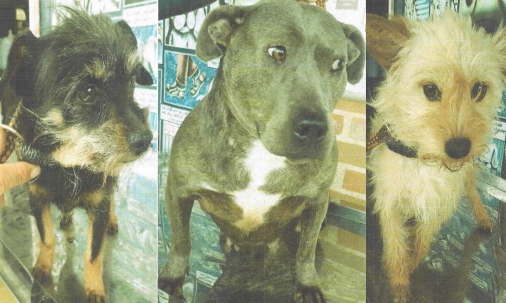 Sujeto recogía perros de la calle para luego maltratarlos y hasta asesinarlos