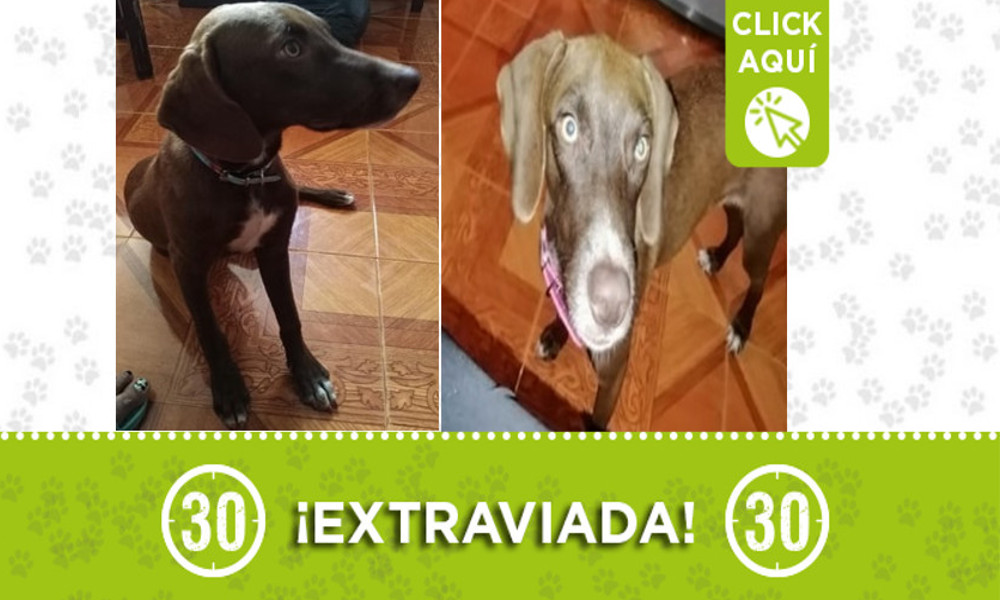 "Troya" se extravió en Castilla