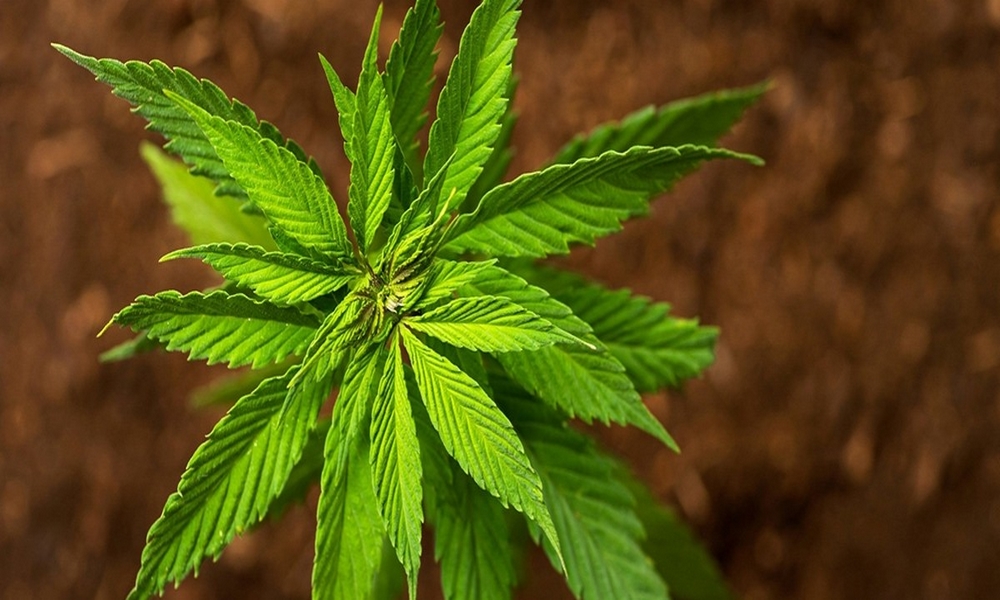 Colombia-marihuana-Estados Unidos