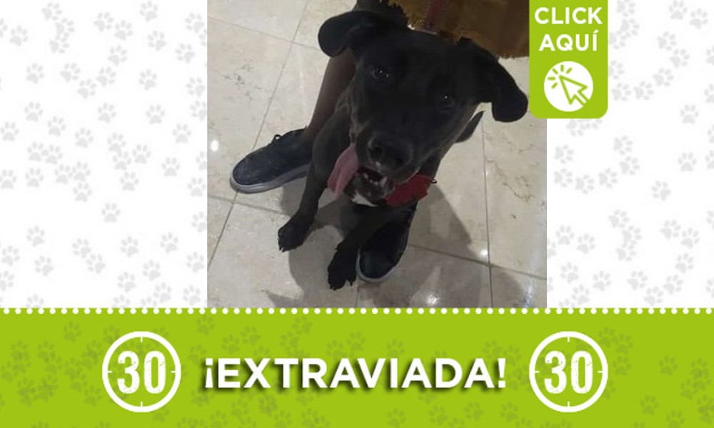 "Moana" se extravió en San Javier