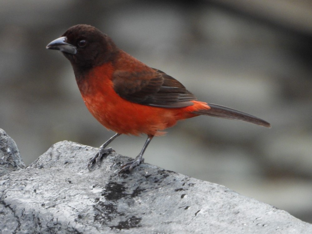 ¡Qué belleza! Siguen apareciendo nuevas especies de aves en el Cerro Nutibara ¡Qué belleza! Siguen apareciendo nuevas especies de aves en el Cerro Nutibara