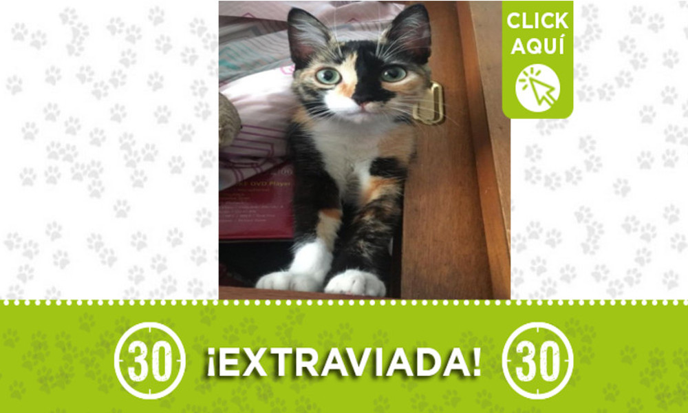 Buscan a "Atenea" se extravió en San Javier ¿La ha visto? Buscan a "Atenea" se extravió en San Javier ¿La ha visto?