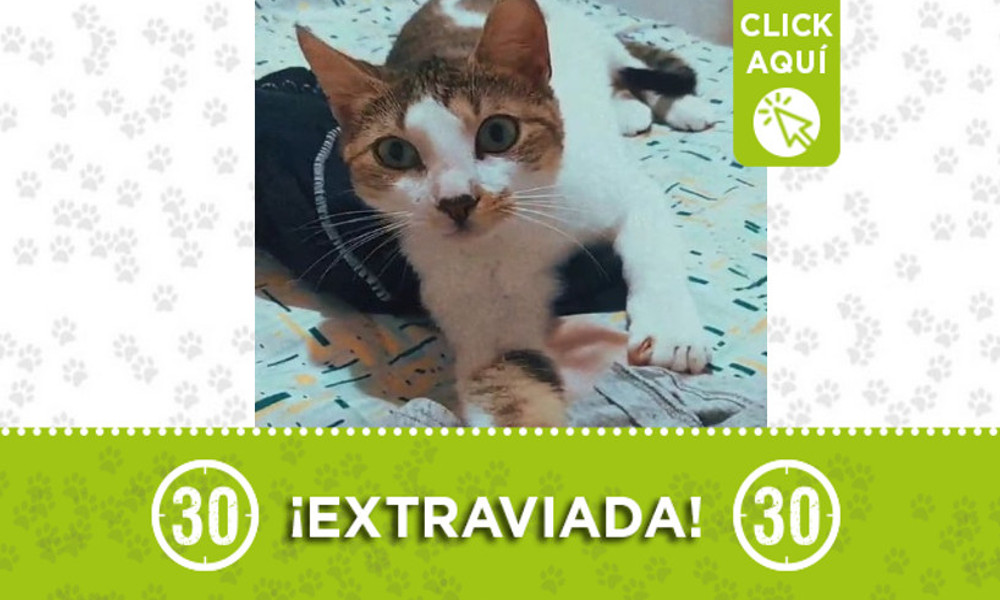 ¿La ha visto? "Sarabi" se extravió en Niquía