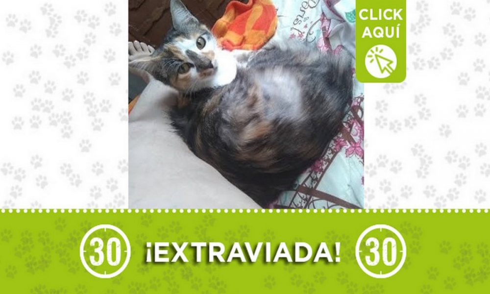 "Alaia" se perdió en Robledo