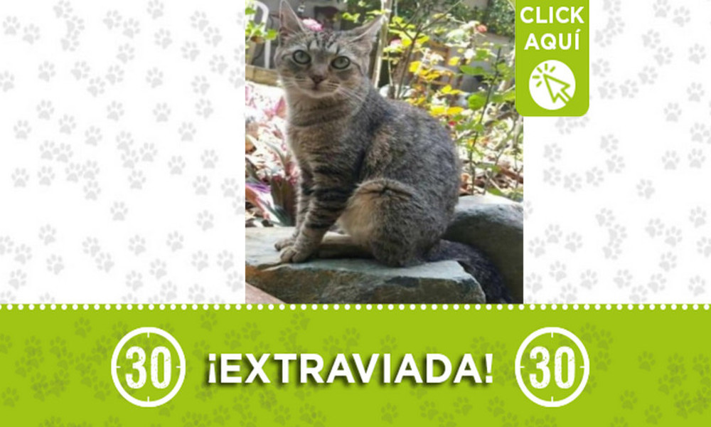 "Amanda" se extravió en Bosques de San Pablo 1 "Amanda" se extravió en Robledo