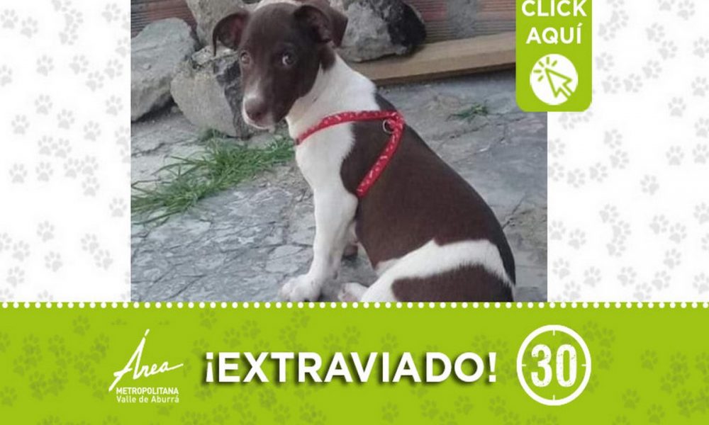 Buscan a "Andy" en Robledo ¿Lo ha visto?