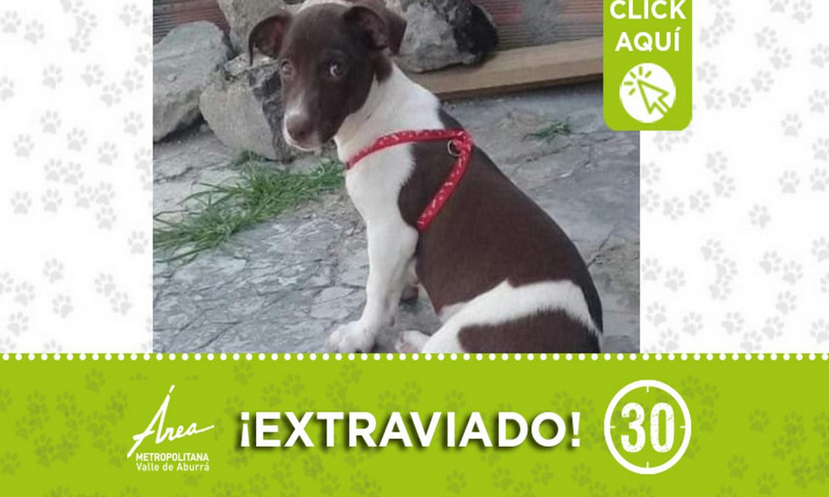 Buscan a "Andy" en Robledo ¿Lo ha visto? 1 Buscan a "Andy" en Robledo ¿Lo ha visto?