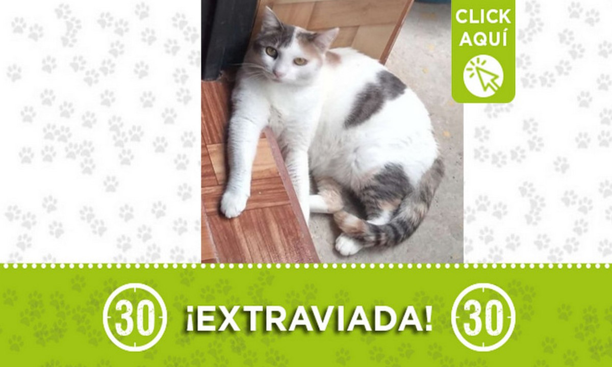 "Anne" se extravió en La Inmaculada 2 ¿La ha visto? 1 "Anne" se extravió en la Inmaculada 2 ¿La ha visto?