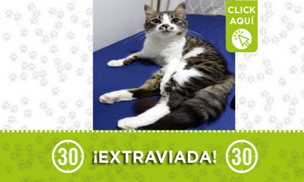 "Anny" se extravió en Itagüí ¡Comparte!