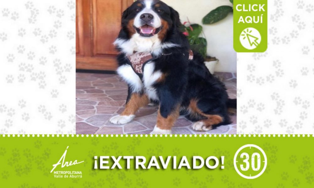 "Apolo" se extravió en Rionegro ¡Comparte!