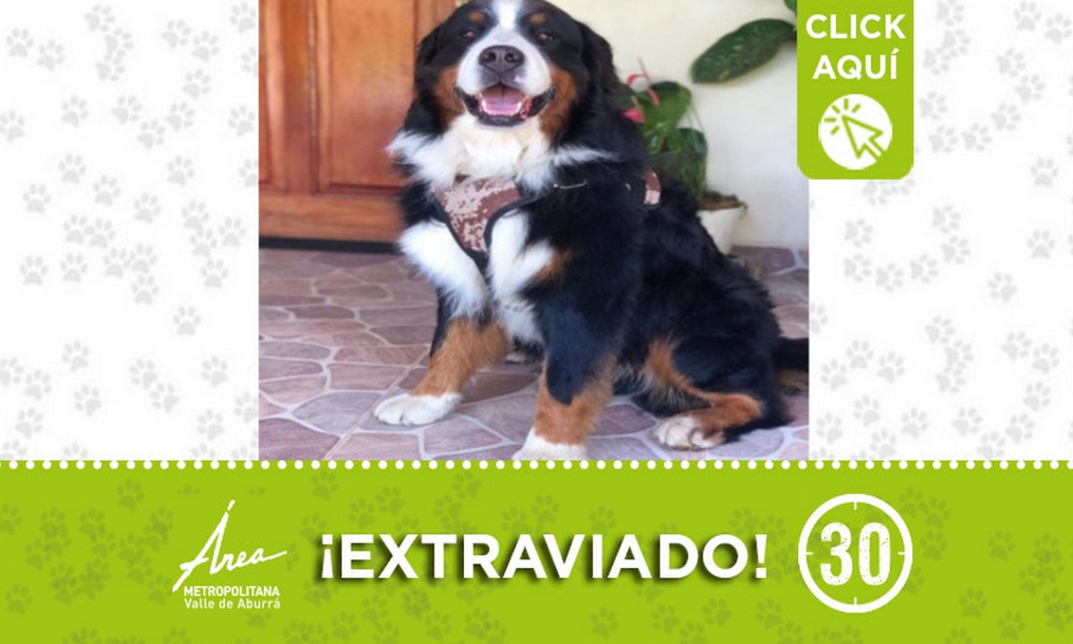 "Apolo" se extravió en Rionegro ¡Comparte! 1 "Apolo" se extravió en Rionegro ¡Comparte!