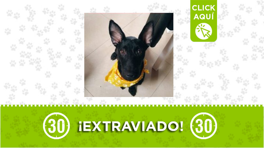 'Apolo' se perdió en Manrique Oriental ¿Lo ha visto? 1 Apolo-Manrique Oriental