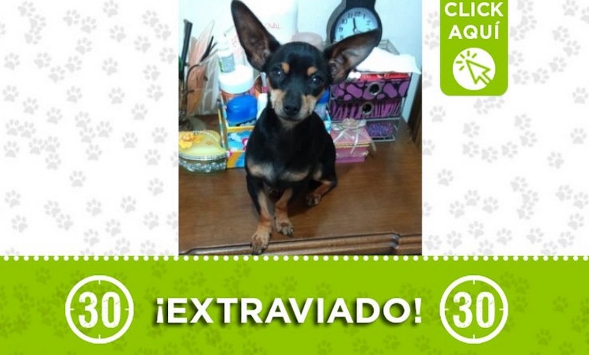 "Blacky" se perdió en Aranjuez, ¡comparte! 1 Aranjuez blacky perro